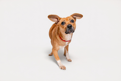 RIBOFLAVIN - Terrier / Mix available for adoption