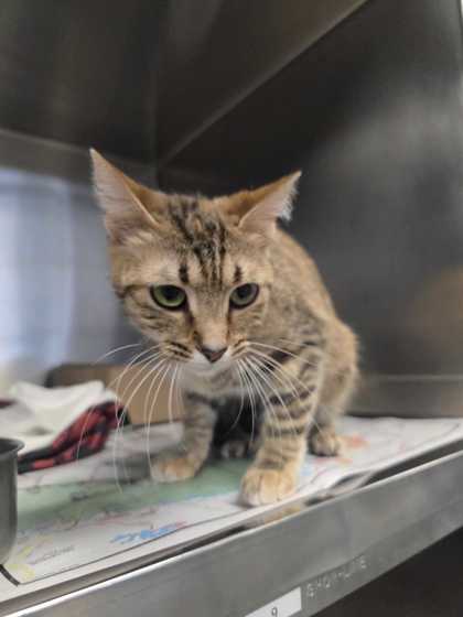 VELMA - Domestic Shorthair / Mix available for adoption