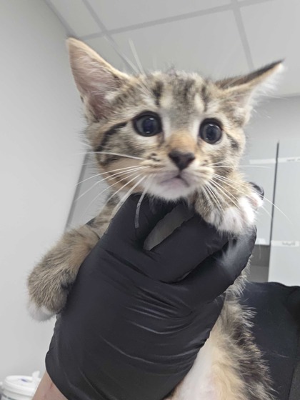 BABY RUTH - Domestic Shorthair / Mix available for adoption