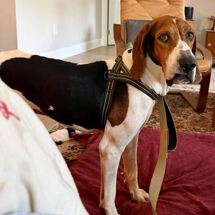 OLE RED - Coonhound / Mix available for adoption