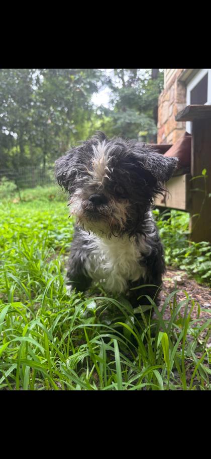 V (FOR VENDETTA) - Mixed Breed, Small (under 24 lbs fully grown) / Mix available for adoption
