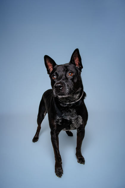 FLOPPY - Terrier / Mix available for adoption