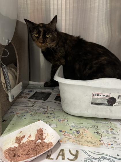 SQUEAK - Domestic Shorthair / Mix available for adoption