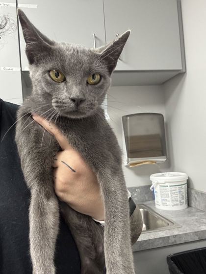 CANDY CORN - Domestic Shorthair / Mix available for adoption