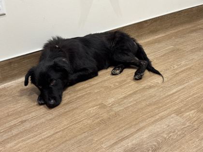 MAXWELL - Australian Shepherd / Mix available for adoption