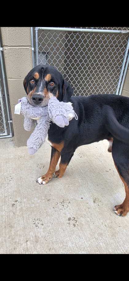 CHUCK NORRIS - Black and Tan Coonhound / Mix available for adoption