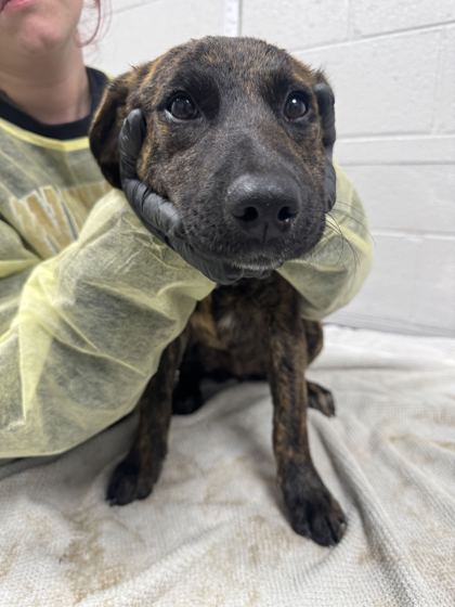 LOCK - Coonhound / Mix available for adoption