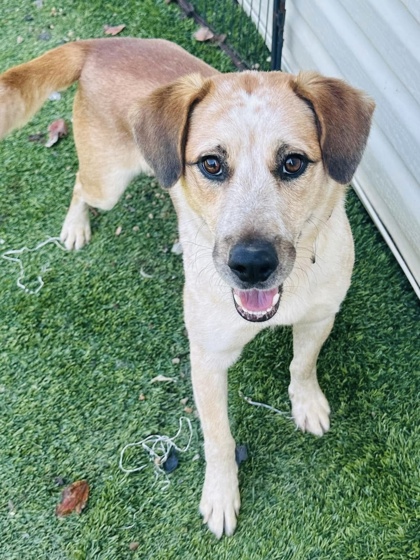 HUDSON - Mixed Breed, Medium (up to 44 lbs fully grown) / Mix available for adoption