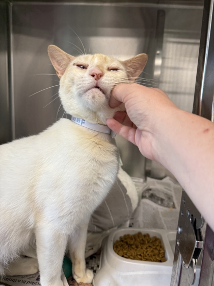 ICEE - Domestic Shorthair / Mix available for adoption