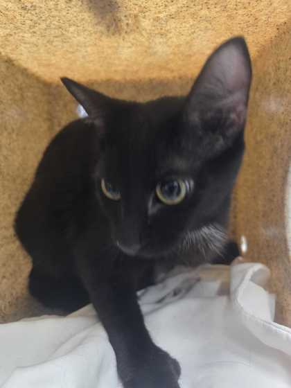 BRUMBLEGHAST - Domestic Shorthair / Mix available for adoption