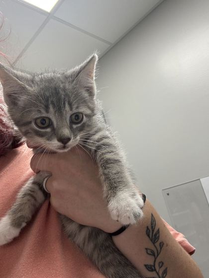 BONES - Domestic Shorthair / Mix available for adoption