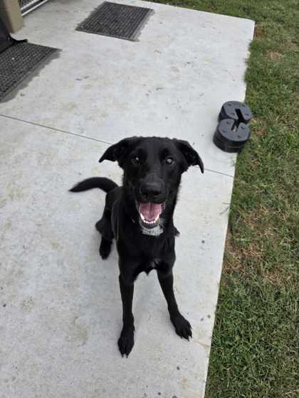 DONNIE DARKO - Labrador Retriever / Mix available for adoption