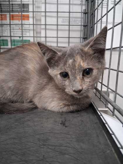 SCORCH - Domestic Shorthair / Mix available for adoption