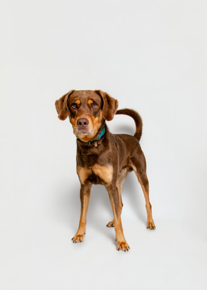 FORT KNOX - Mixed Breed, Large (over 44 lbs fully grown) / Mix for adoption in Knoxville