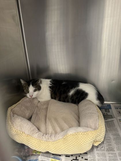 SNOWFLAKE - Domestic Shorthair / Mix available for adoption