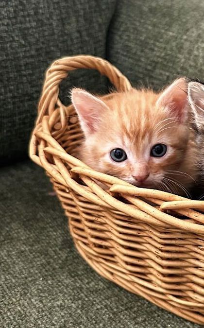 ANDY - Domestic Shorthair / Mix available for adoption