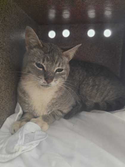 ROSE PETAL - Domestic Shorthair / Mix available for adoption