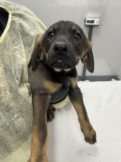 BEETLEJUICE - Hound / Mix available for adoption
