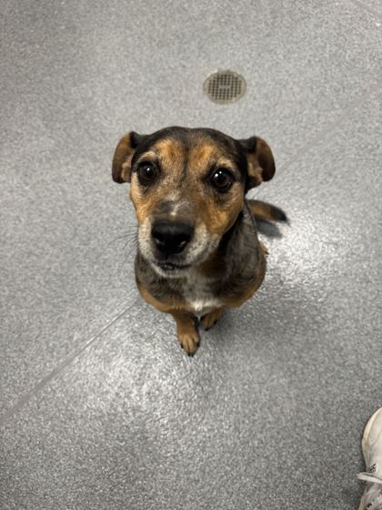 MARBLE - Catahoula Leopard dog / Australian Cattle Dog available for adoption
