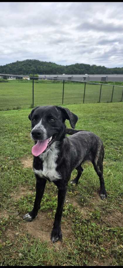 KIANA - Bluetick Coonhound / Mix available for adoption