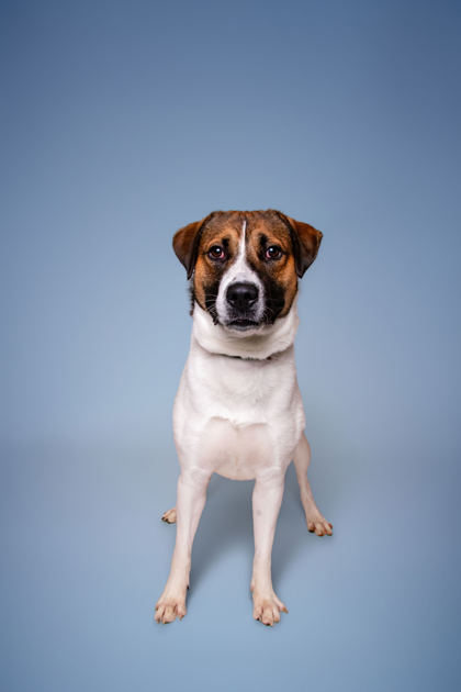 MYLOH - Hound / Mix available for adoption