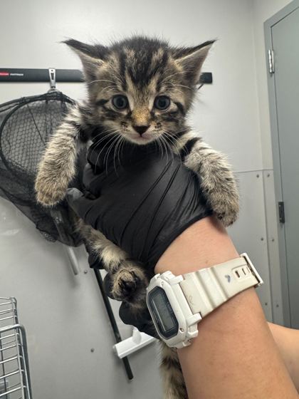 CHOCOLATE PUDDING - Domestic Shorthair / Mix available for adoption