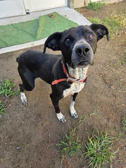 RIVER - Mountain Cur / Mix available for adoption