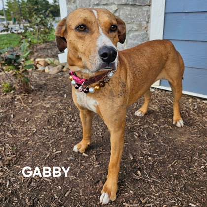 GABBY - Hound / Mix available for adoption