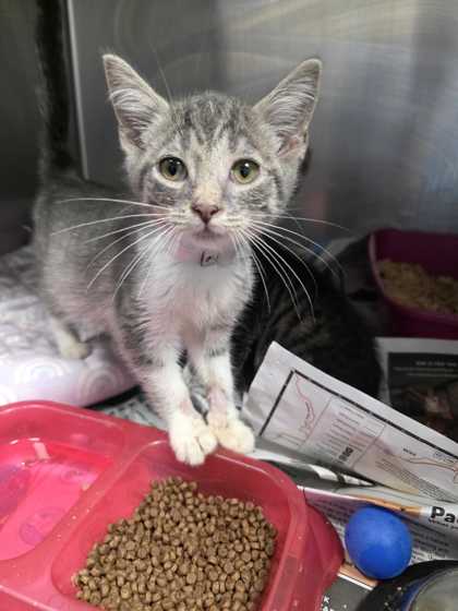NADIA - Domestic Shorthair / Mix available for adoption