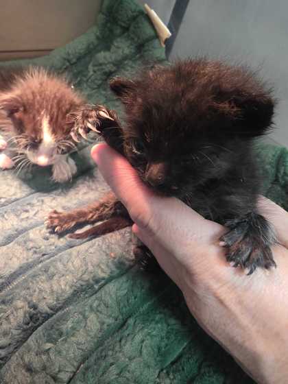 MILKWEED - Domestic Shorthair / Mix available for adoption