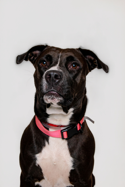 CHELLIE - Mixed Breed, Large (over 44 lbs fully grown) / Mix available for adoption