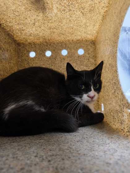 ZACIAN - Domestic Medium Hair / Mix available for adoption