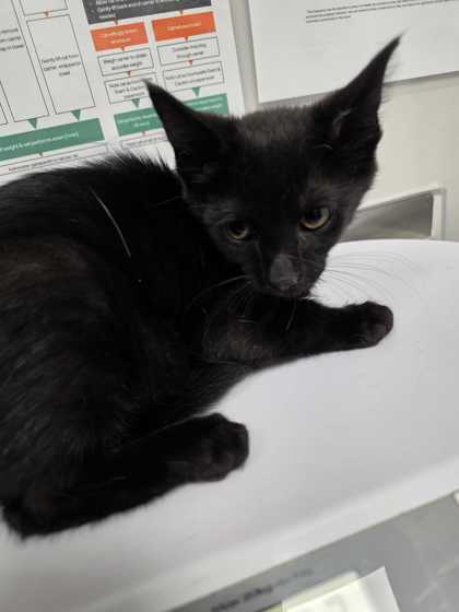 PAWN - Domestic Shorthair / Mix available for adoption