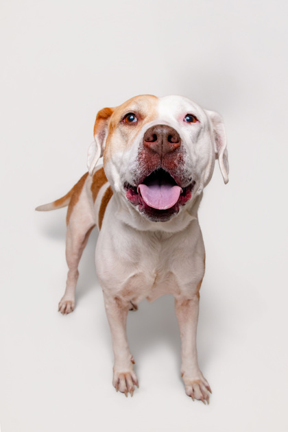 BELLA SWAN - Mixed Breed, Large (over 44 lbs fully grown) / Mix available for adoption