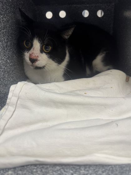 JOSHUA - Domestic Shorthair / Mix available for adoption