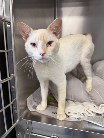 ICEE - Domestic Shorthair / Mix available for adoption
