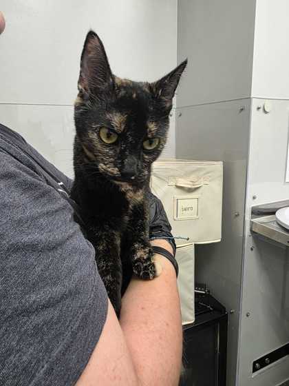 NANOOK - Domestic Shorthair / Mix available for adoption