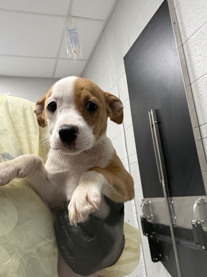 SLINKY - Short Coat Chihuahua / Mix available for adoption