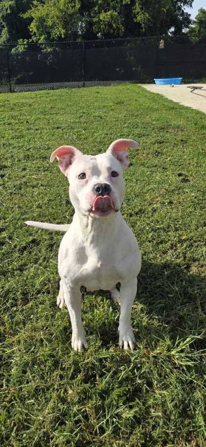 DUTCHESS - Bully American  - Standard / Mix available for adoption