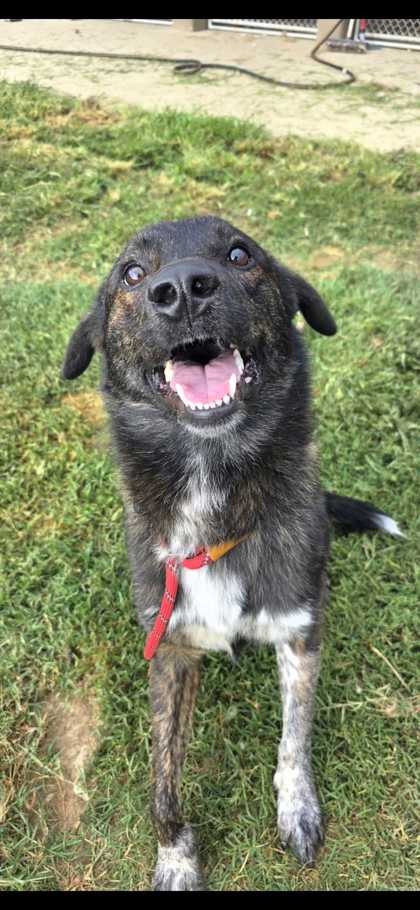ROSCOE - Mixed Breed, Medium (up to 44 lbs fully grown) / Mix available for adoption