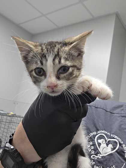FLOUNDER - Domestic Shorthair / Mix available for adoption
