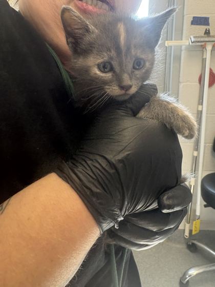 ARDEN - Domestic Shorthair / Mix available for adoption