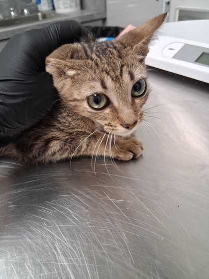 FREEZE - Domestic Shorthair / Mix available for adoption