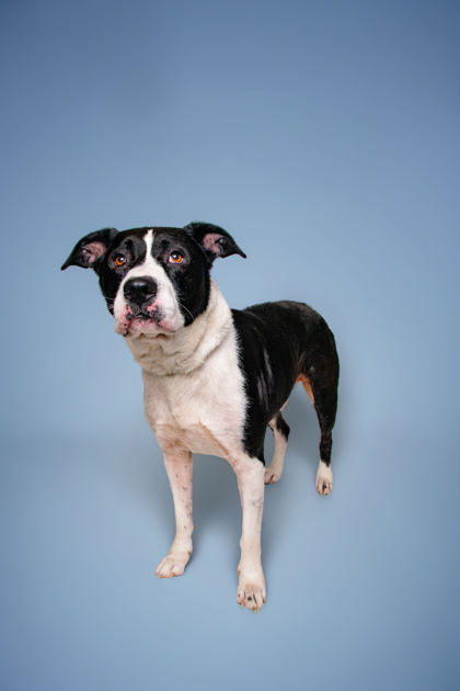 ROCKY - American Pit Bull Terrier / Mix available for adoption