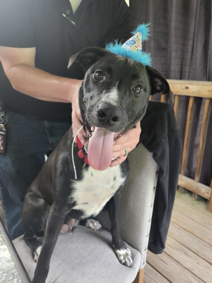 REACHER - Terrier / Mix for adoption in Knoxville