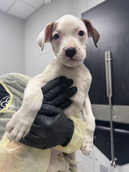 LITTLE SPARROW - Mixed Breed, Medium (up to 44 lbs fully grown) / Mix available for adoption