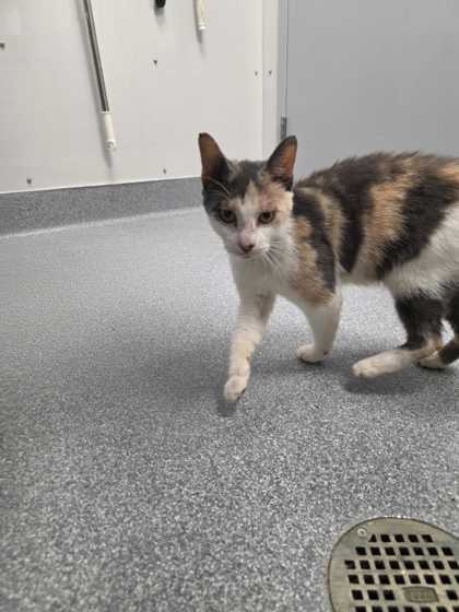 PRIMADONNA - Domestic Shorthair / Mix available for adoption