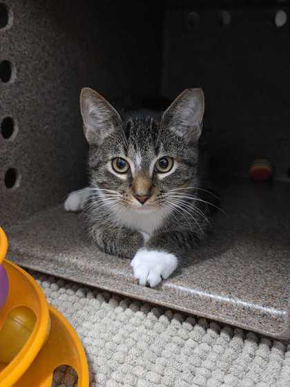 LAVA GIRL - Domestic Shorthair / Mix available for adoption