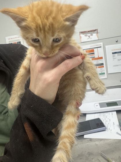NOCTURNA - Domestic Shorthair / Mix available for adoption