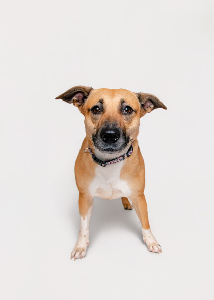YATES - American Blue Heeler / Mix available for adoption